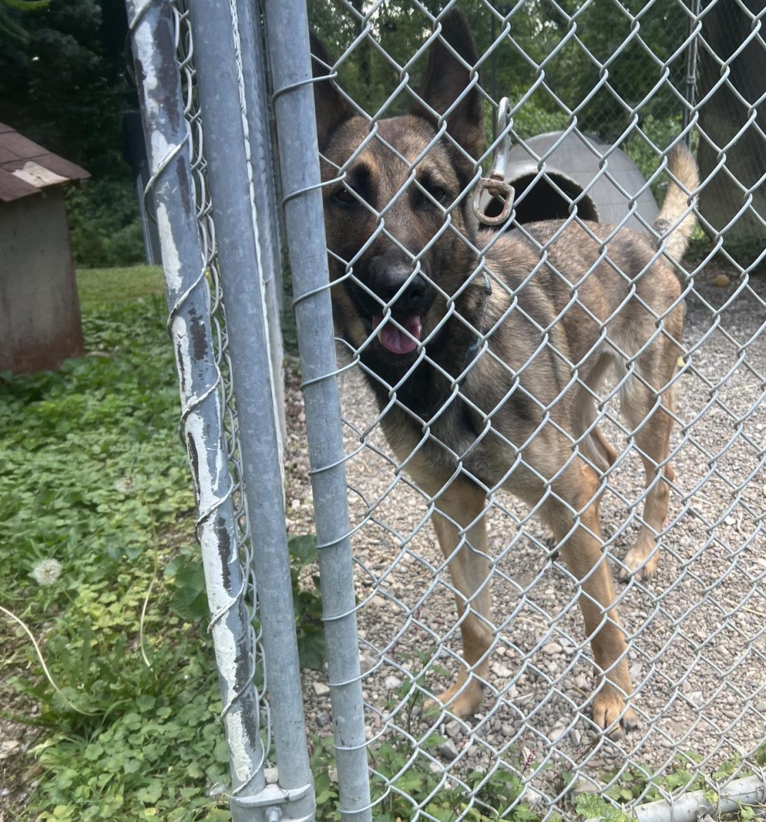 Adopted dog at Belmont county animal shelter

Emma wear