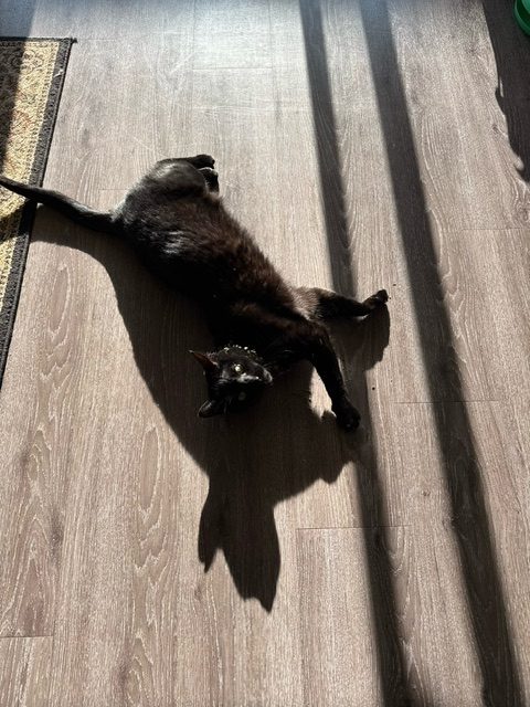 Tarot basks in the sun.