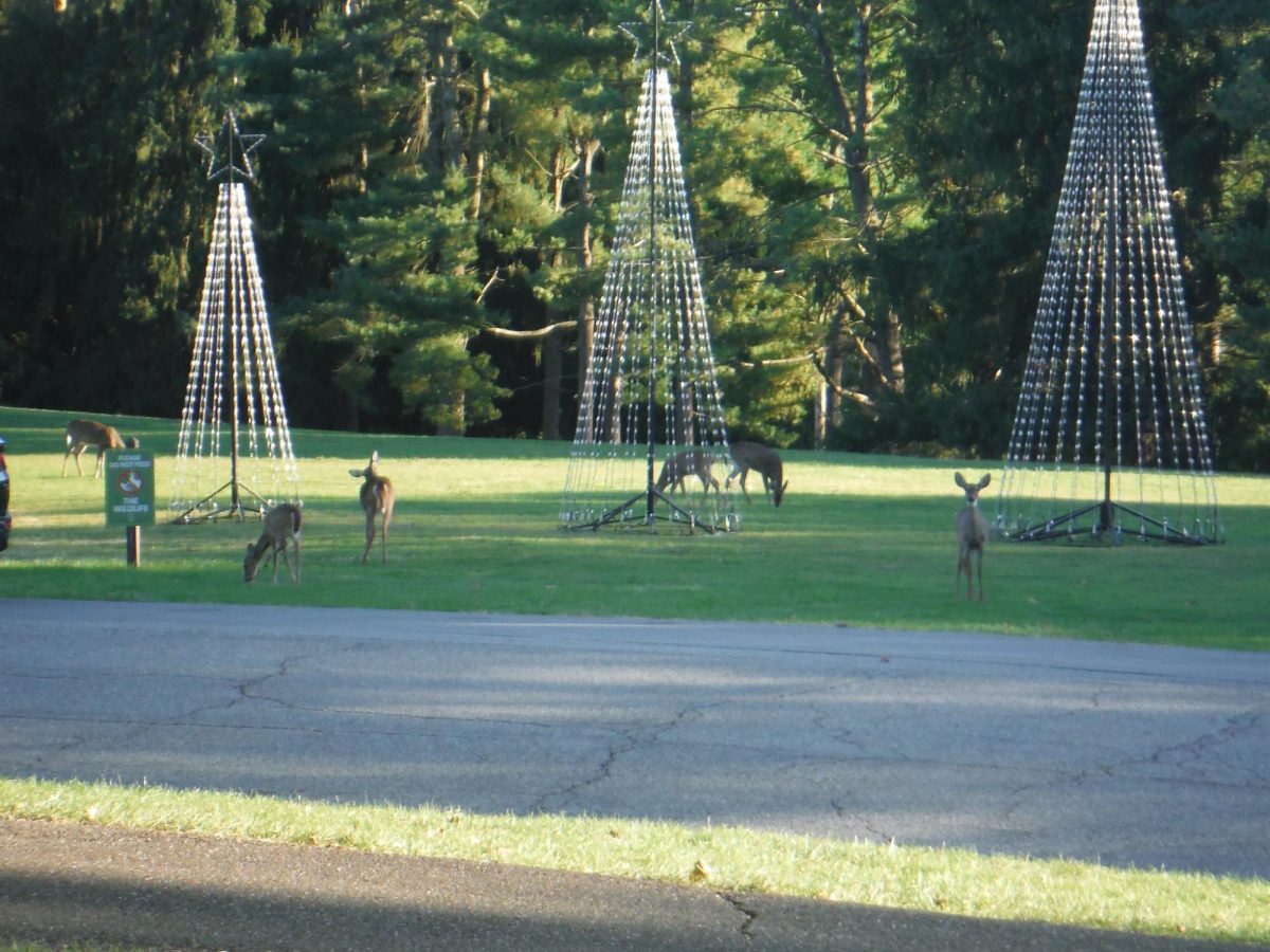 Field where less wild deer than usual congregate, usually to be fed by humans.
