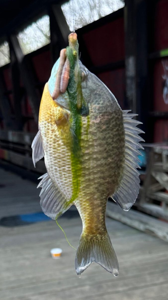 One small cast equals one small BlueGill. Unfortunately it's small mouth missed the big worm but got a hold of the small hook, Not a good day for this small BlueGill. 