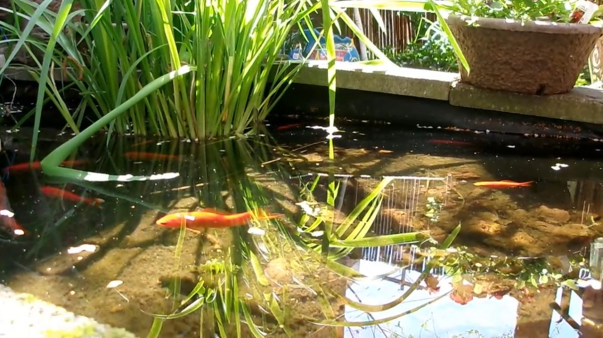 A Day Downtown: Nicky's Urban Garden Center fish pond.