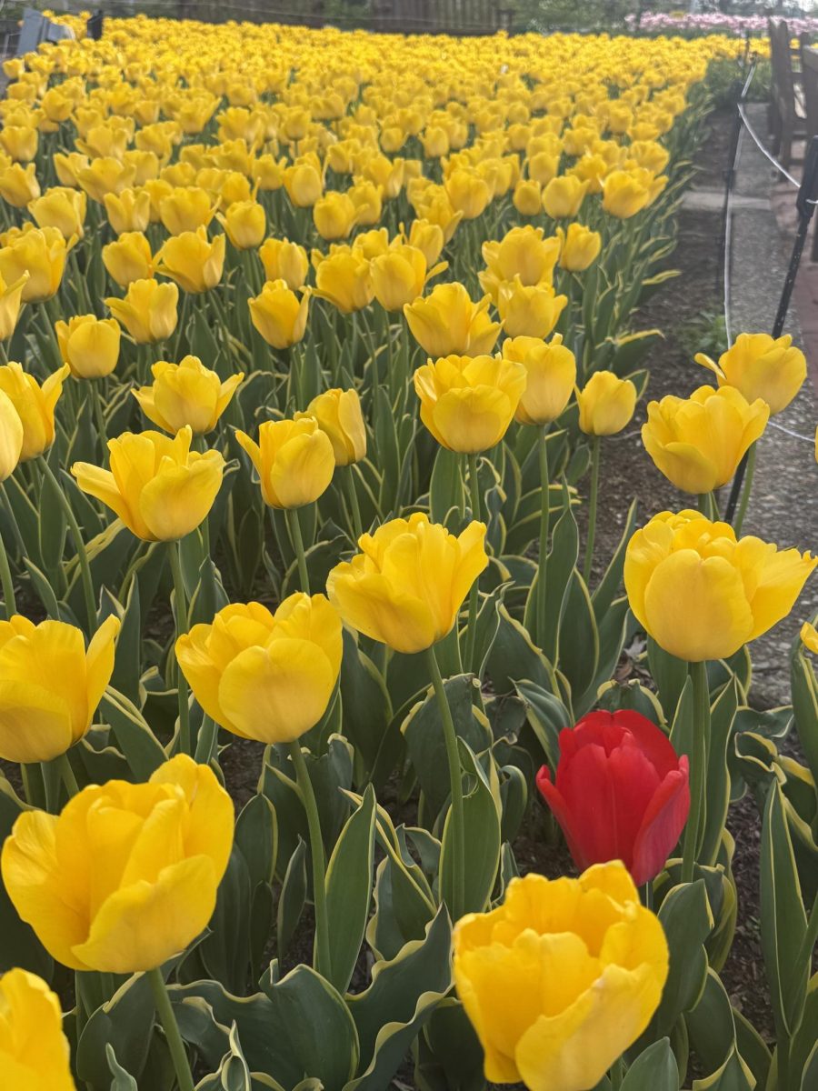 The bright yellow flowers grab your eye as you walk down the path. If you look closely, a dark red flower stands out in the sea of yellow. Don't ever be afraid to be yourself even if it makes you stand out.