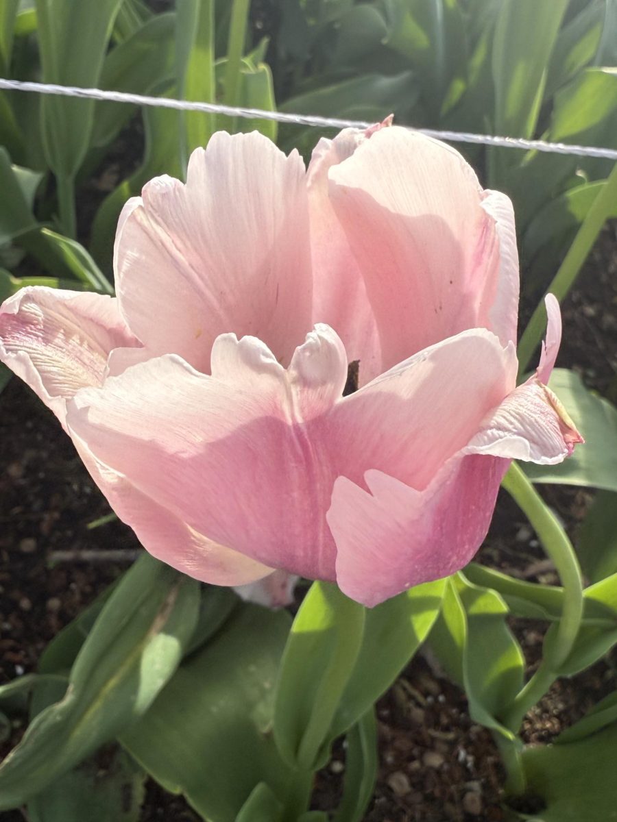 The pink flower shines in the sunlight. This flower wasn't always here, it was planted, watered and eventually, it grew from a seed to a flower. A reminder that growth is important, and that you will always make it out on the other side. 