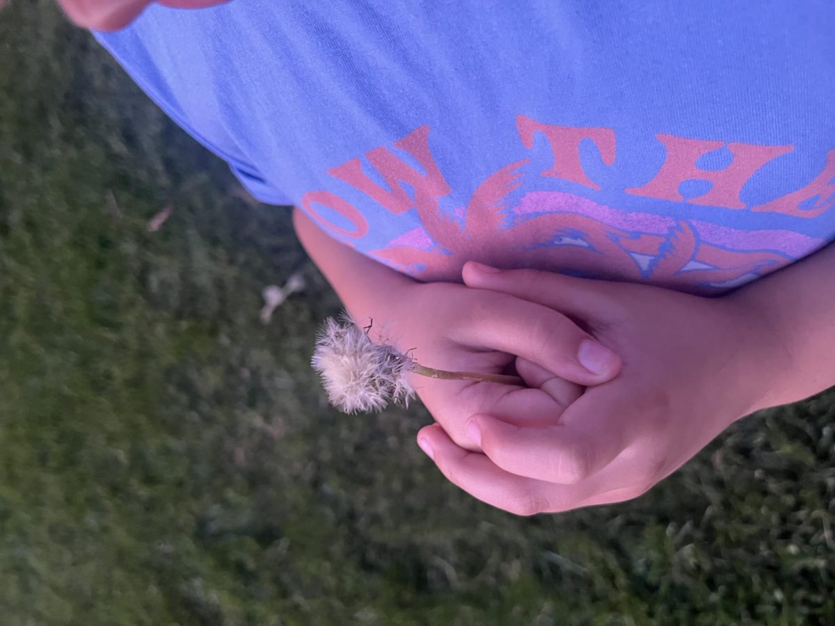 Alluring dandelion in the palms of Cali Hager-Smith