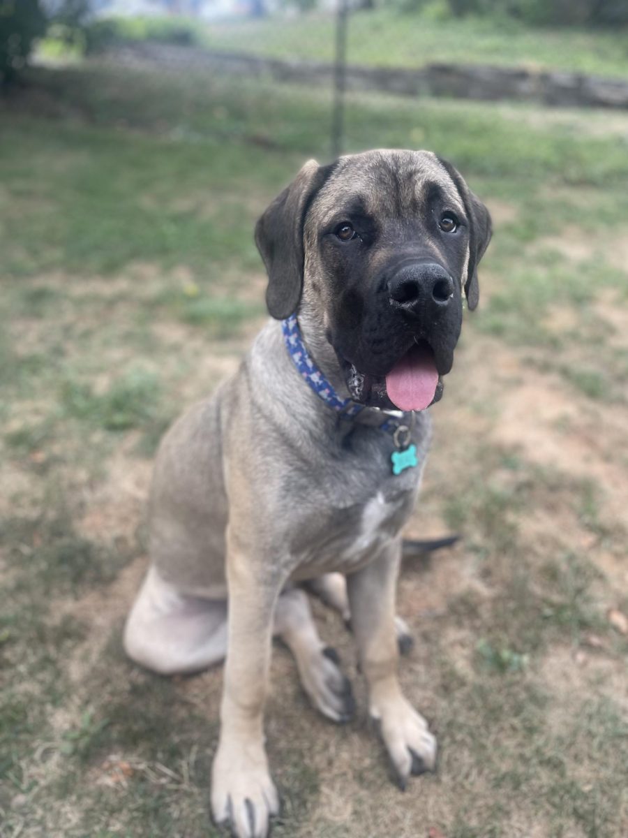 Kelsey's best friend, Beau. 