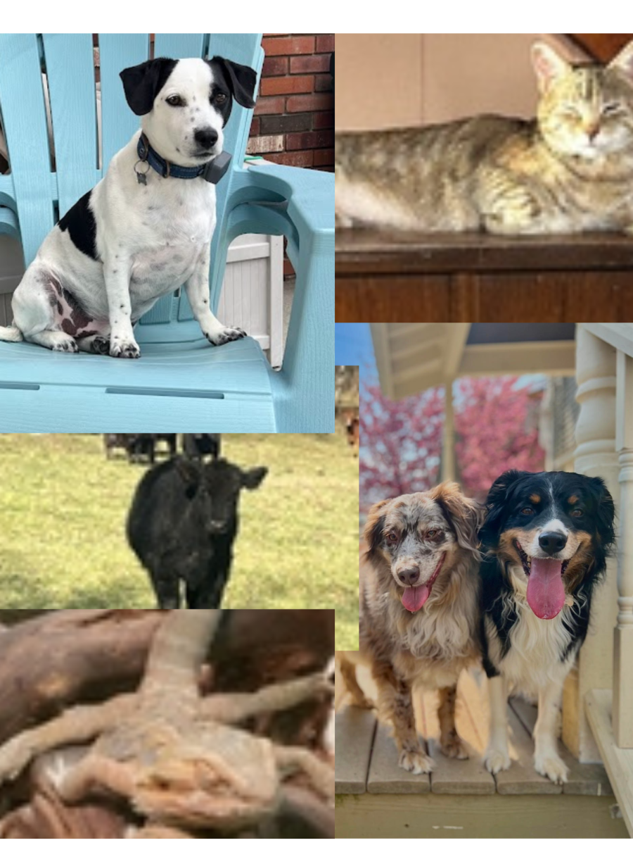 Which Teacher's Pet Are You?