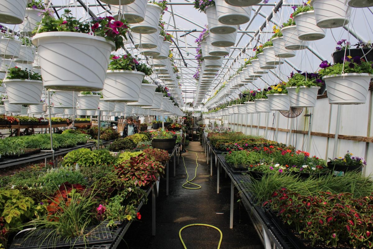 Rows of meticulously raised flowers.