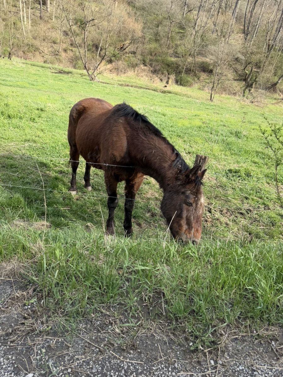 Hey buddy! Look at this sweet horse. We decided to call him Johnny. A great way to end our beautiful nature walk!