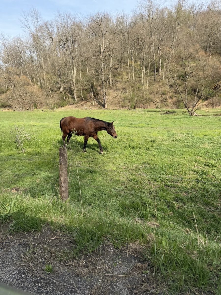 Who's this guy? On our walk, it seemed like someone was looking for some new friends. 