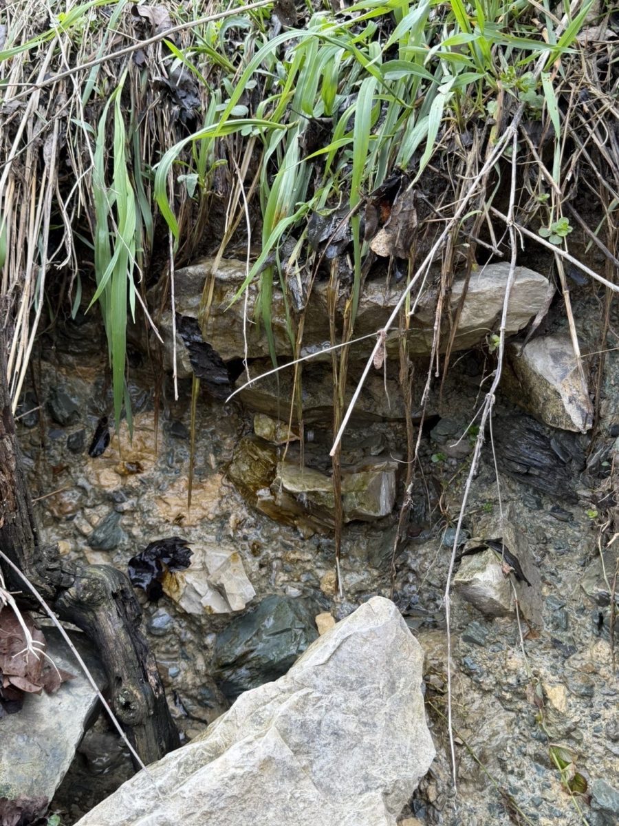 In the bed of the water, you can find a beautiful sight of rocks and greenery. One might call it picture perfect!
